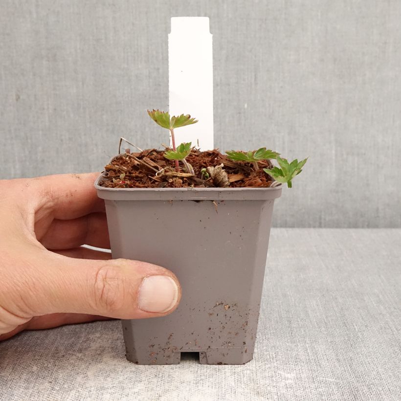 Geranium wallichianum Kelly-Anne 8/9 cm pot sample as delivered in spring