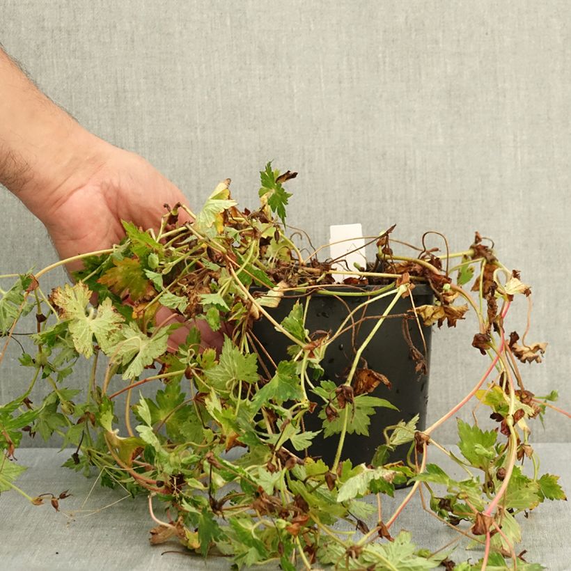 Geranium wallichianum Kelly-Anne 2L/3L pot sample as delivered in summer