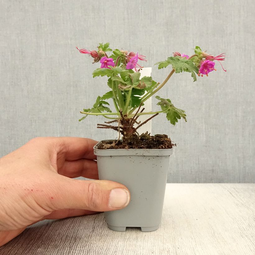 Geranium macrorrhizum Ingwersens Variety 8/9 cm pot sample as delivered in spring