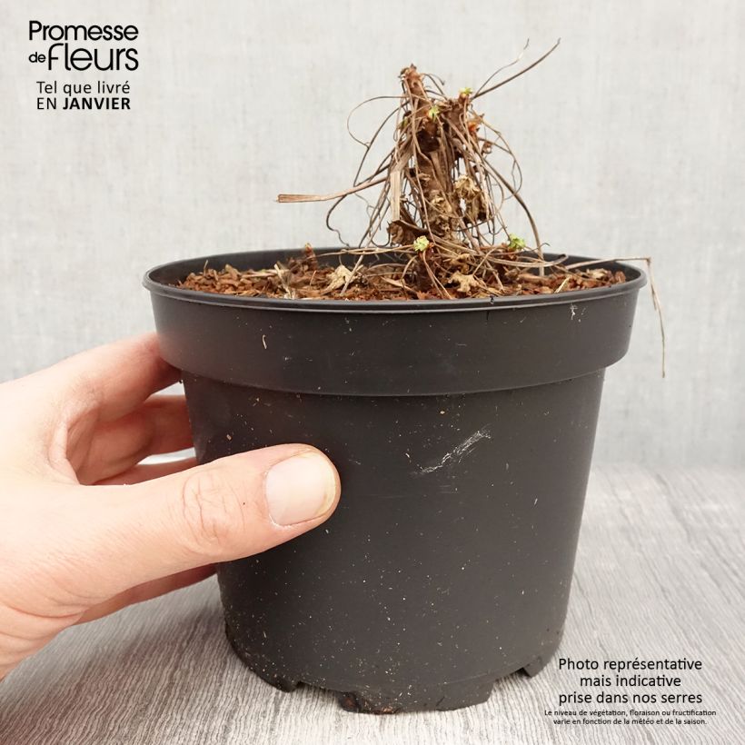 Geranium macrorrhizum White-Ness 2L/3L pot sample as delivered in winter