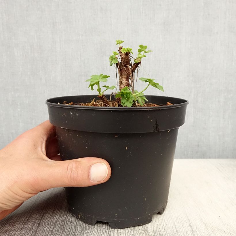 Geranium macrorrhizum White-Ness 2L/3L pot sample as delivered in spring