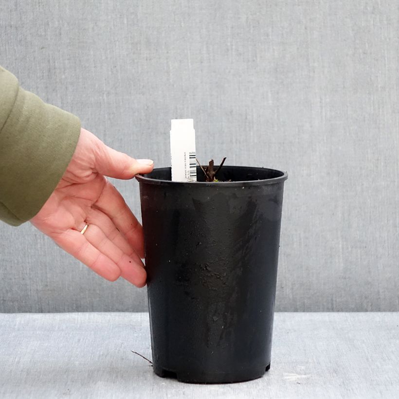 Geranium maculatum Chatto 2L/3L pot sample as delivered in winter