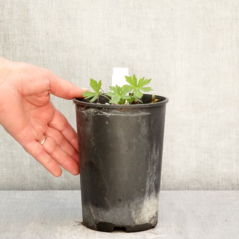 Geranium maculatum Chatto 2L/3L pot sample as delivered in spring