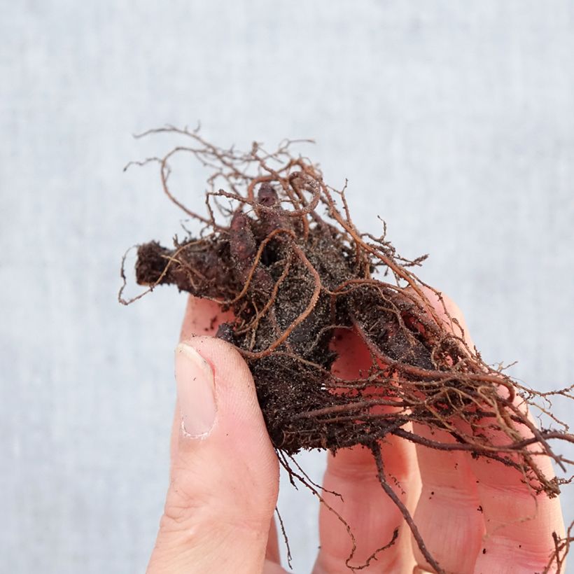Geranium maculatum Chatto Bare root sample as delivered in winter