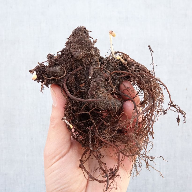 Geranium maculatum Espresso Bare root sample as delivered in winter