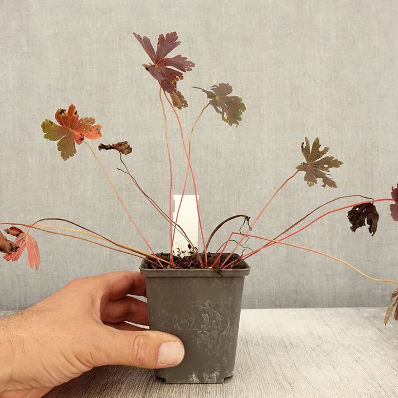 Geranium maculatum Stormy Night 8/9 cm pot sample as delivered in autumn