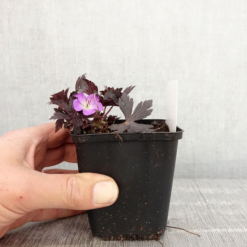 Geranium maculatum Stormy Night 8/9 cm pot sample as delivered in spring