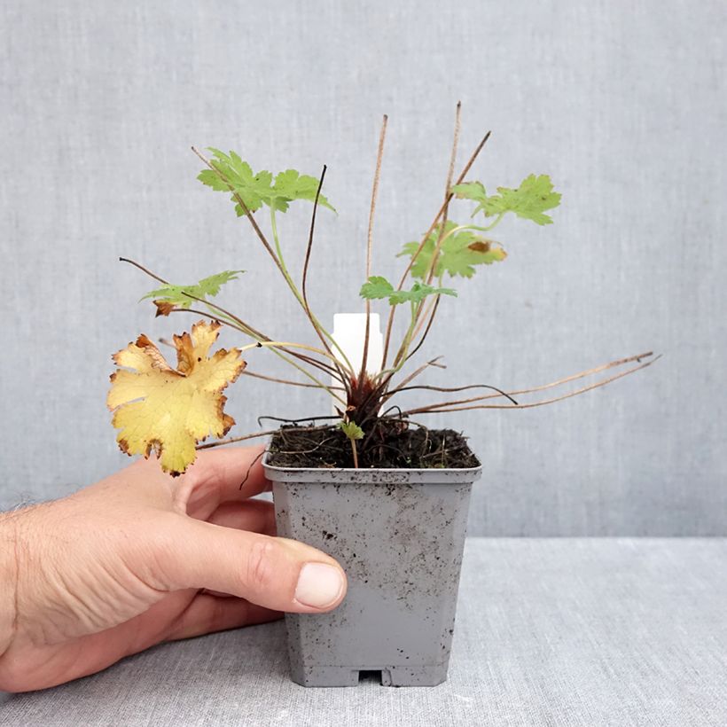 Geranium magnificum 8/9 cm pot sample as delivered in autumn