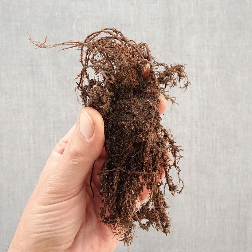 Geranium magnificum Rosemoor Bare root sample as delivered in winter