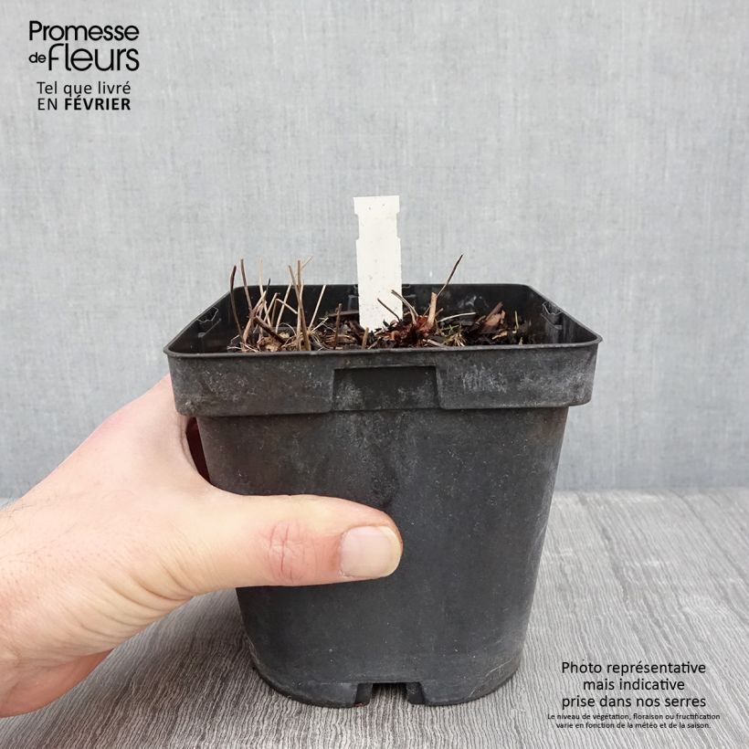 Geranium nodosum - Knotted cranesbill 2L/3L pot sample as delivered in winter