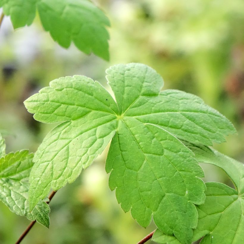 Geranium nodosum Tonys Talisman (Foliage)