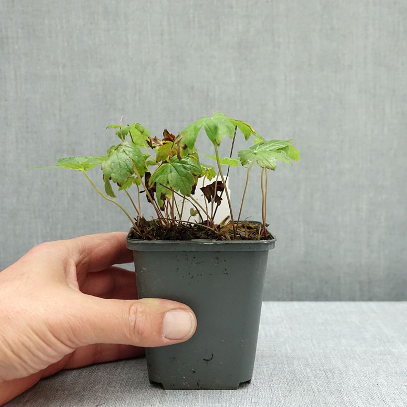 Geranium nodosum Tonys Talisman 8/9 cm pot sample as delivered in autumn