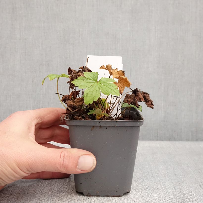 Geranium nodosum Tonys Talisman 8/9 cm pot sample as delivered in winter