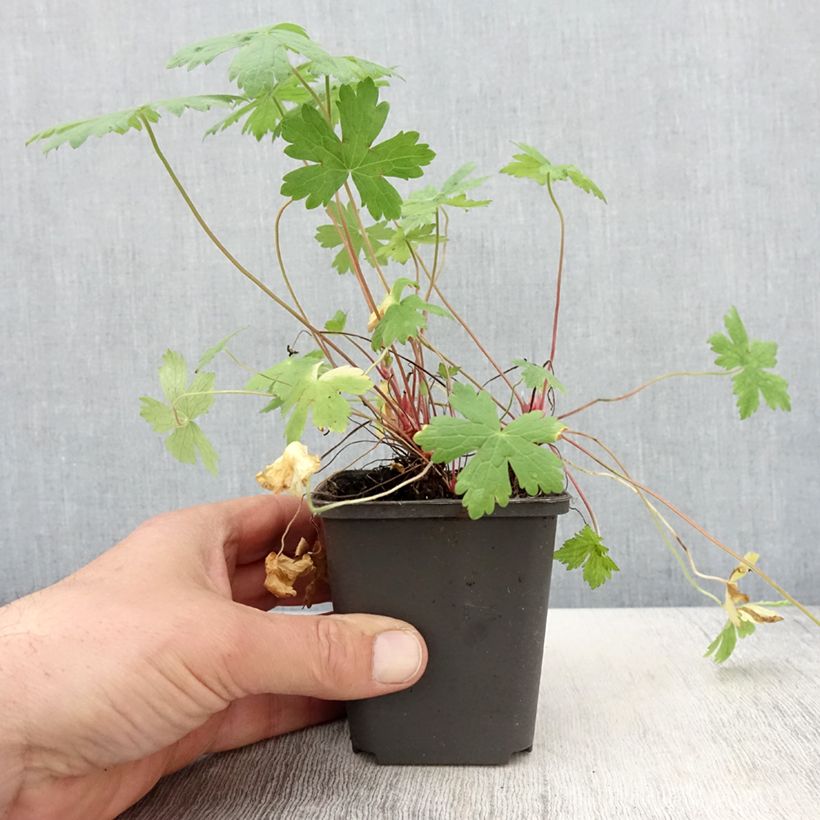 Geranium oxonianum Ankums White 8/9 cm pot sample as delivered in spring