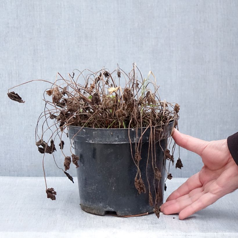 Geranium oxonianum Claridge Druce 2L/3L pot sample as delivered in winter