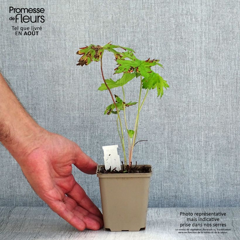 Geranium oxonianum f. thurstonianum 8/9 cm pot sample as delivered in summer