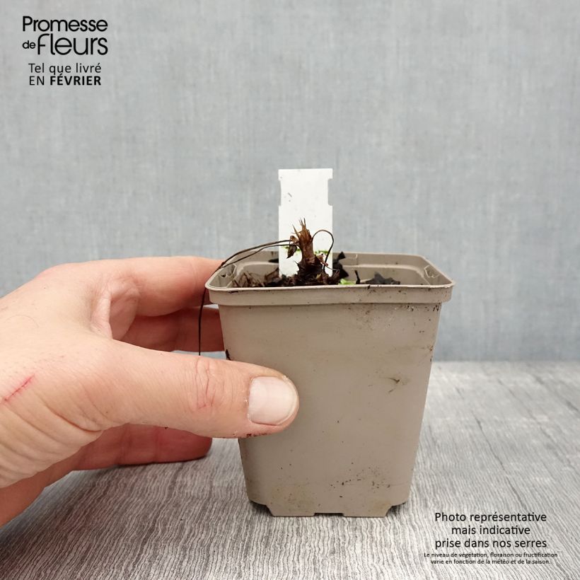 Geranium oxonianum f. thurstonianum 8/9 cm pot sample as delivered in winter