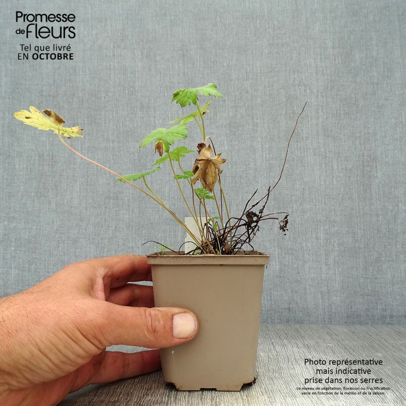 Geranium oxonianum Sherwood 8/9 cm pot sample as delivered in autumn