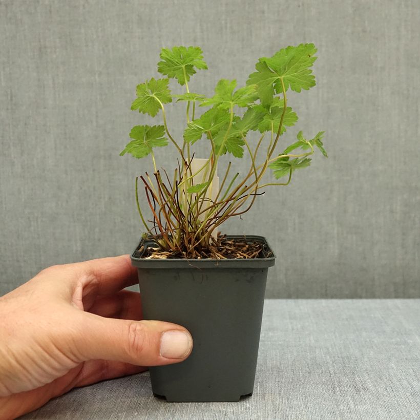 Geranium  oxonianum f. thurstonianum Southcombe Double 8/9 cm pot sample as delivered in autumn