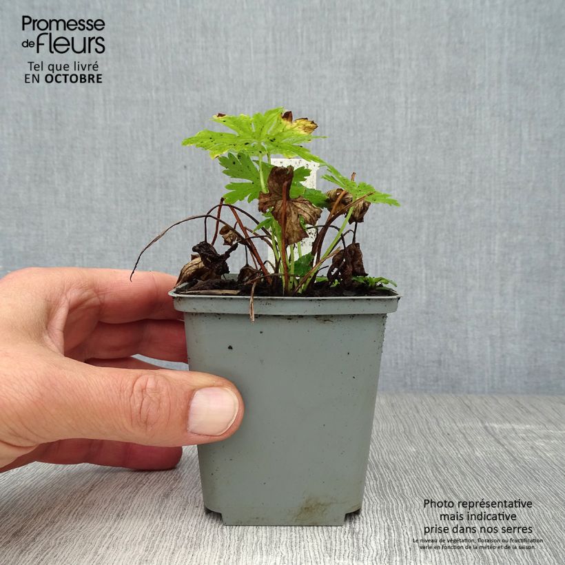 Geranium phaeum Album 8/9 cm pot sample as delivered in autumn