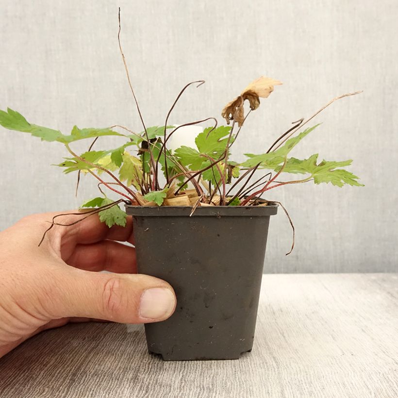 Geranium phaeum Angelina 8/9 cm pot sample as delivered in autumn