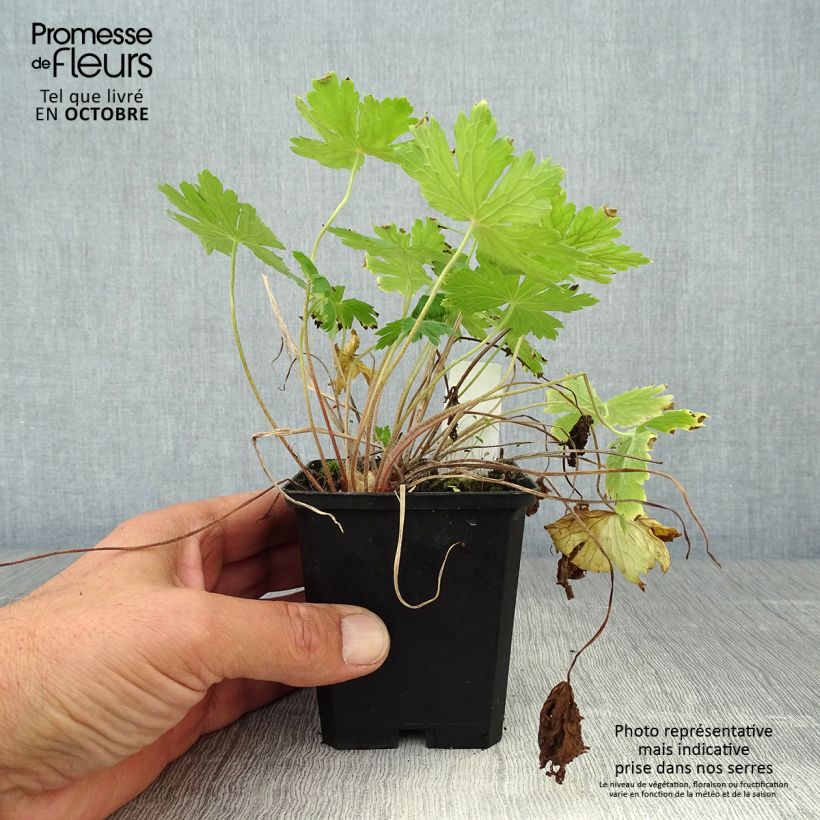 Geranium phaeum Raven 8/9 cm pot sample as delivered in autumn