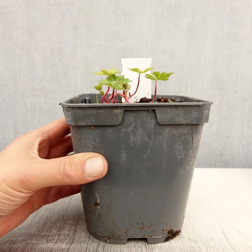 Geranium Pink Penny 2L/3L pot sample as delivered in spring