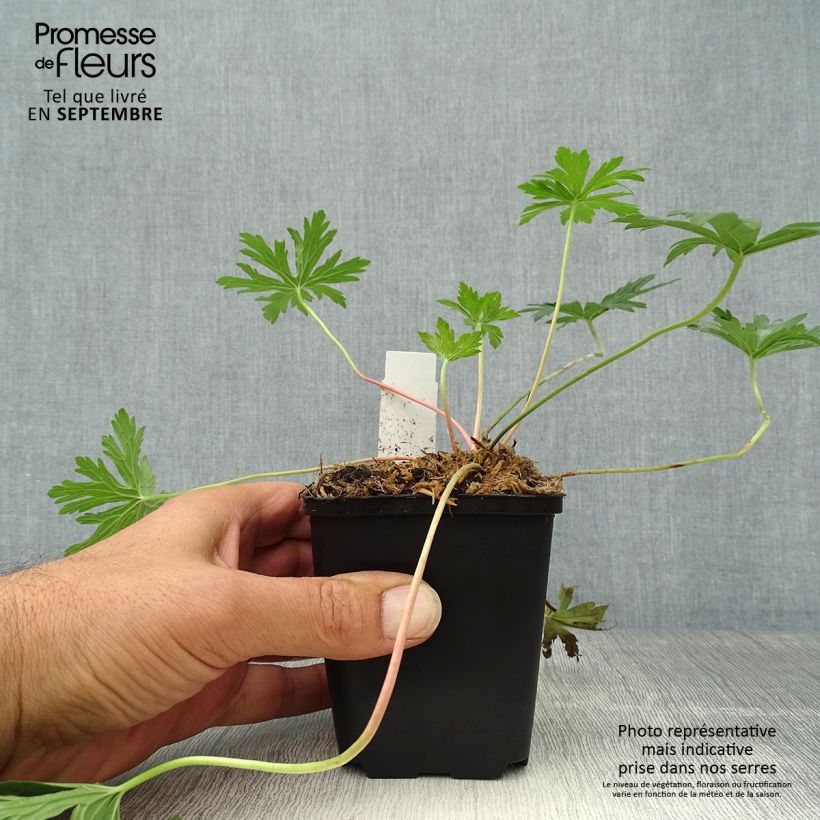 Geranium pratense Cloud Nine 8/9 cm pot sample as delivered in autumn