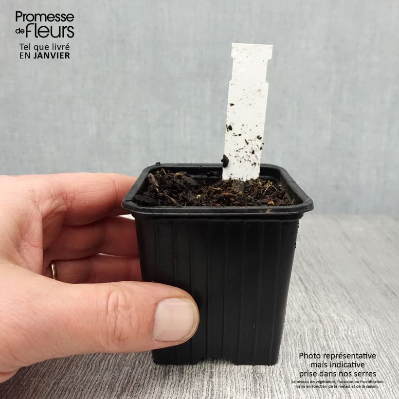 Geranium pratense Dark Eyes 8/9 cm pot sample as delivered in winter