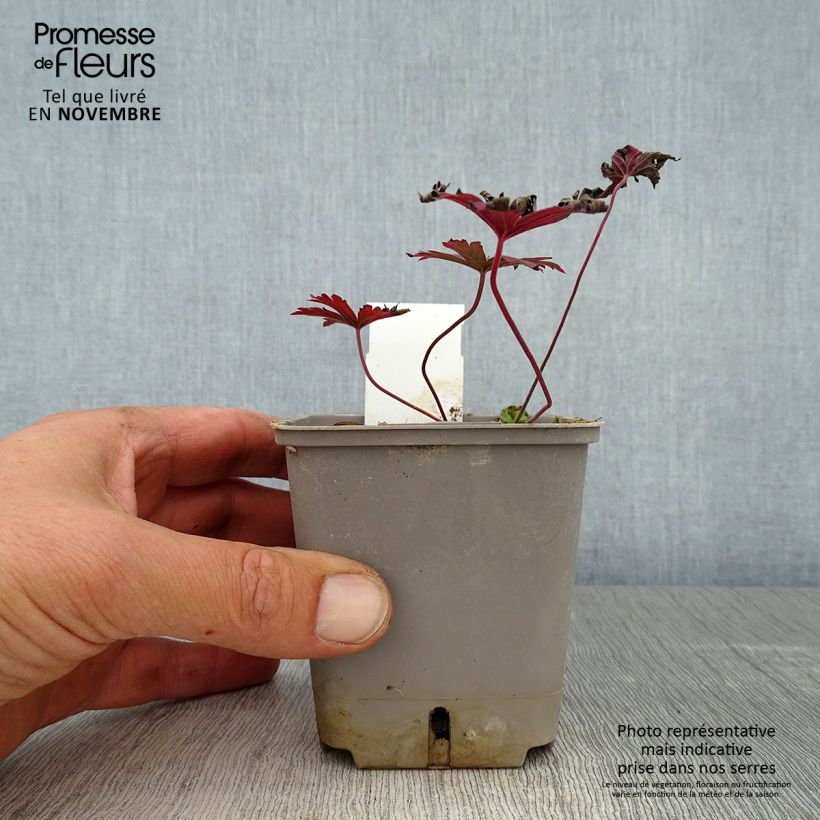 Geranium pratense Dark Reiter 8/9 cm pot sample as delivered in autumn