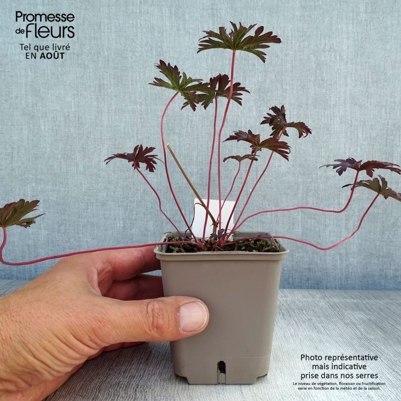 Geranium pratense Dark Reiter 8/9 cm pot sample as delivered in summer
