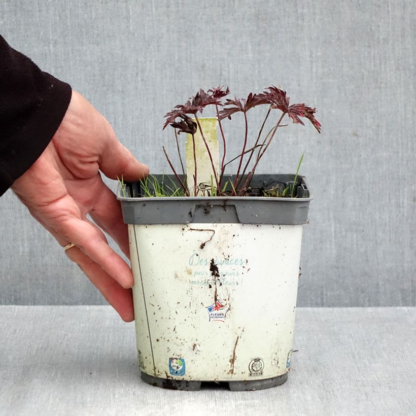 Geranium pratense Hocus Pocus 2L/3L pot sample as delivered in autumn