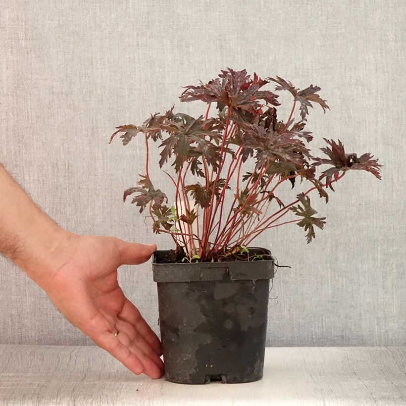 Geranium pratense Hocus Pocus 2L/3L pot sample as delivered in summer