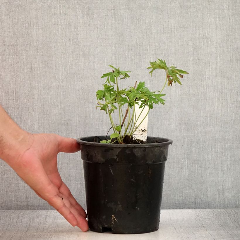 Geranium pratense Laura 2L/3L pot sample as delivered in summer
