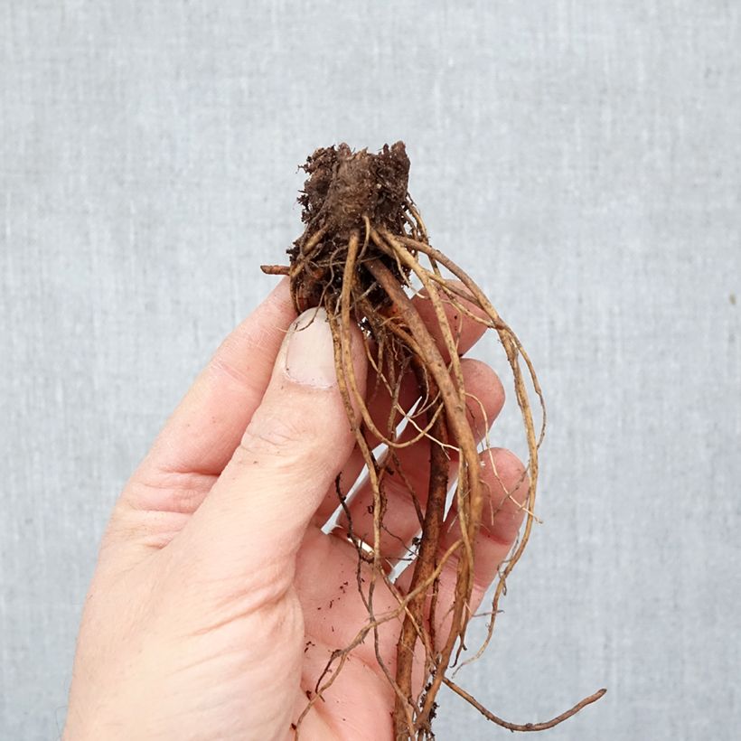 Geranium pratense Laura Bare root sample as delivered in winter