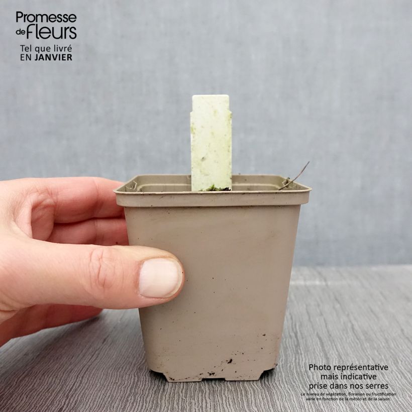 Geranium sylvaticum Prelude 8/9 cm pot sample as delivered in winter