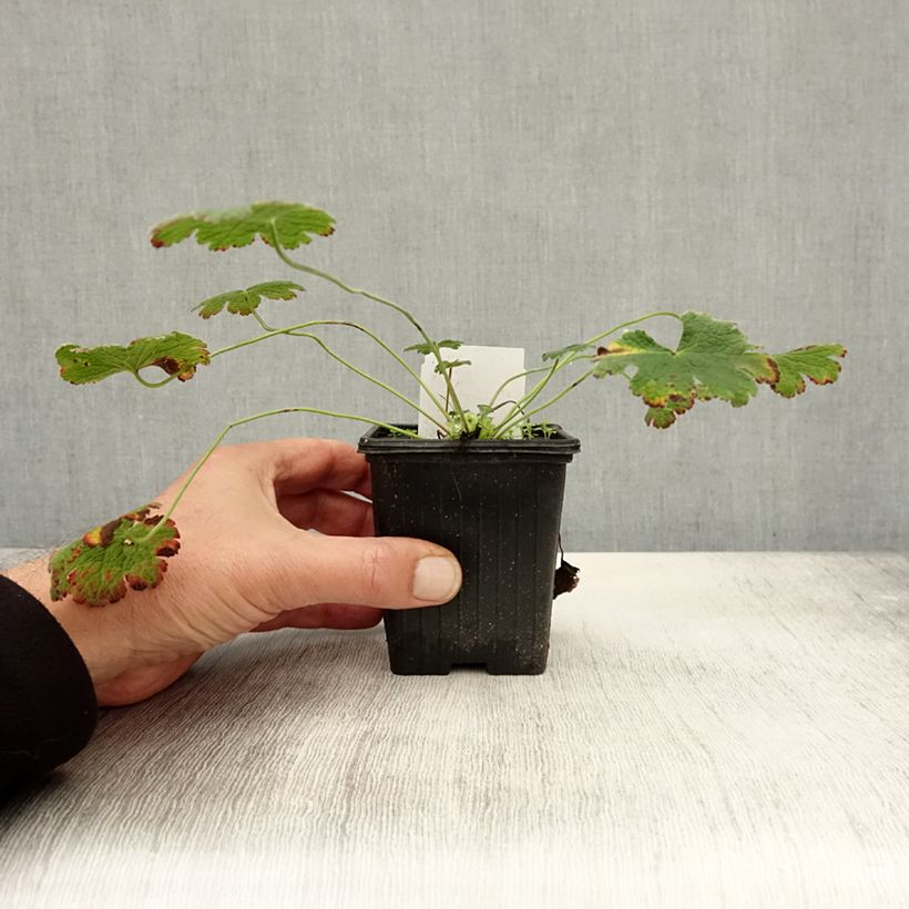 Geranium renardii 8/9 cm pot sample as delivered in autumn