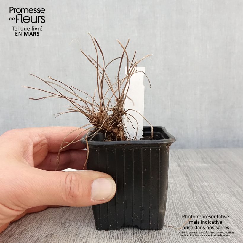 Geranium riversleaianum Russell Prichard 8/9 cm pot sample as delivered in spring