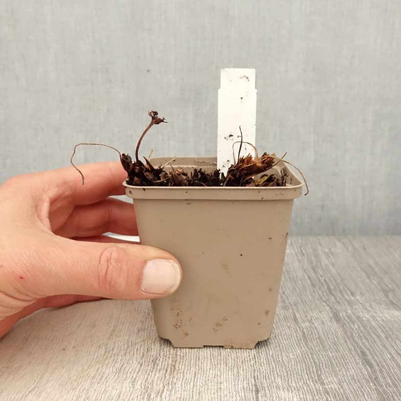 Geranium Sabani Blue 8/9 cm pot sample as delivered in spring