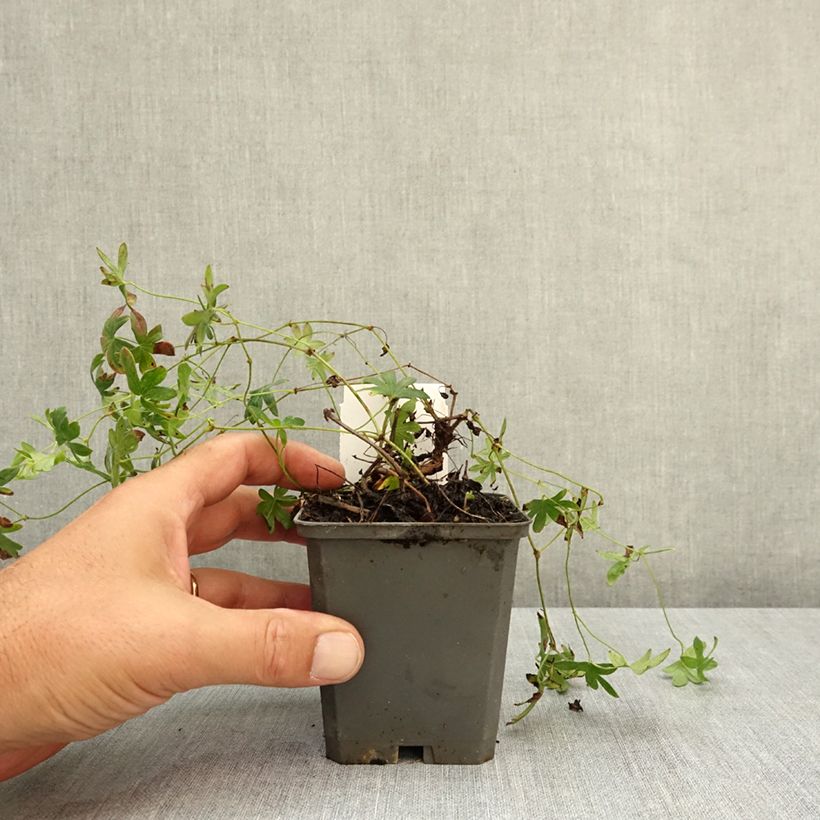 Geranium sanguineum Ankums Pride 8/9 cm pot sample as delivered in summer