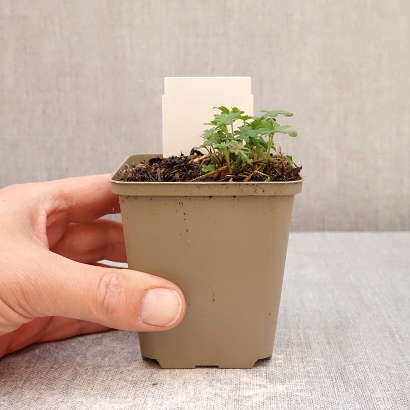 Geranium sanguineum Ankums Pride 8/9 cm pot sample as delivered in spring