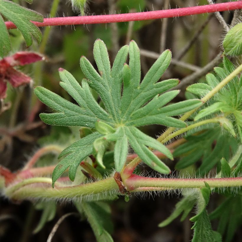 Geranium sanguineum Ankums Pride (Foliage)