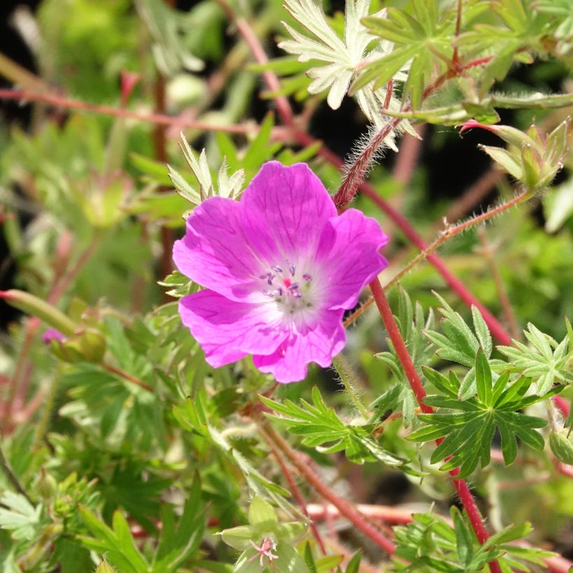 Geranium sanguineum Ankums Pride (Flowering)