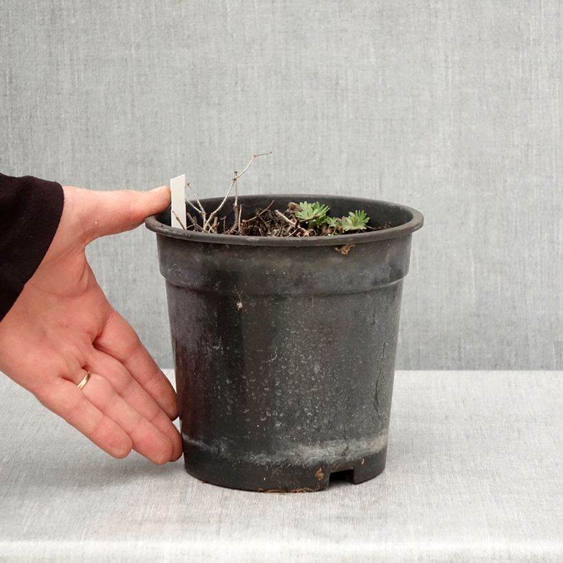 Geranium sanguineum Ankums Pride 2L/3L pot sample as delivered in spring