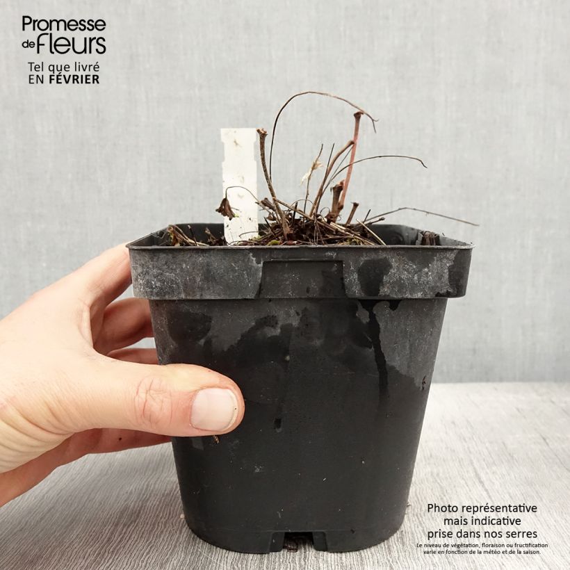 Geranium sanguineum - Bloody Crane's-bill 2L/3L pot sample as delivered in winter