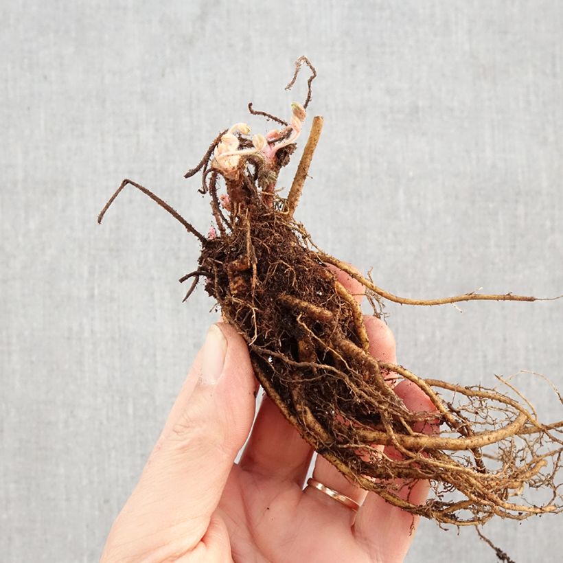 Geranium sanguineum ‘MVNG1901’ Frivolius™ Lilac - Géranium sanguin Frivolius Lilac Bare root sample as delivered in winter