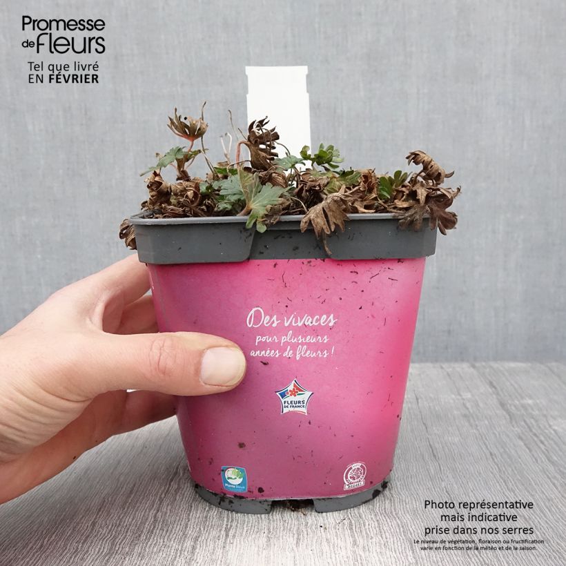 Geranium sanguineum Pink Pouffe 2L/3L pot sample as delivered in winter