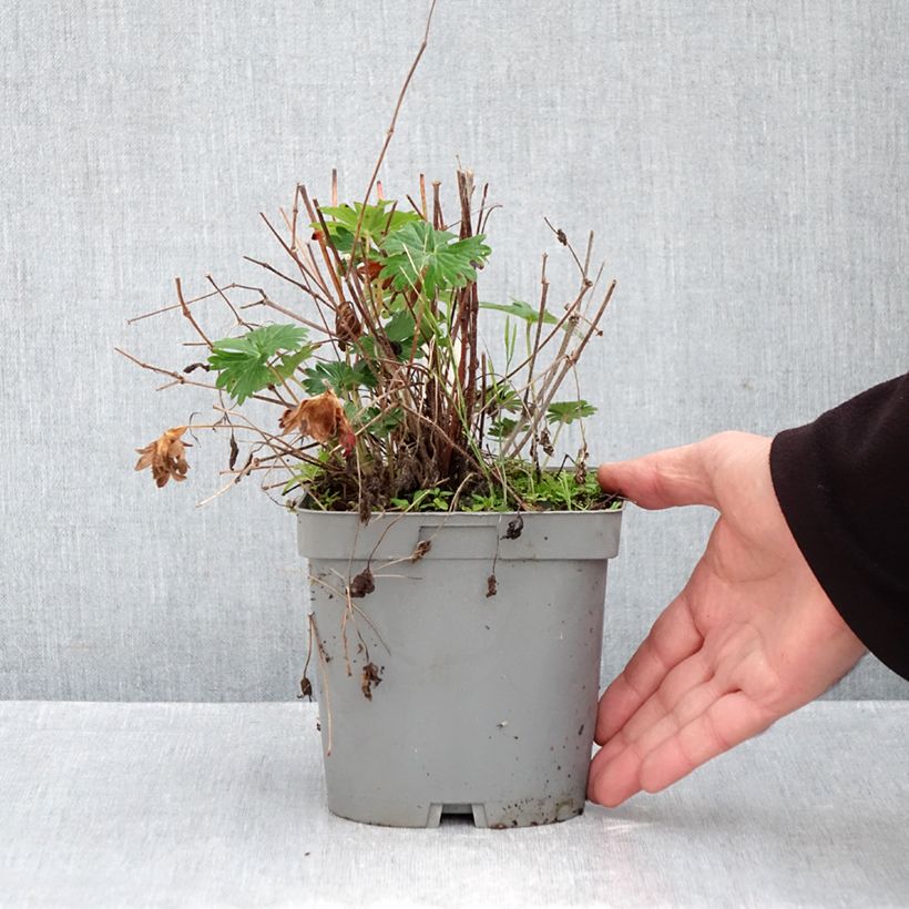 Geranium sanguineum - Bloody Crane's-bill 2L/3L pot sample as delivered in autumn