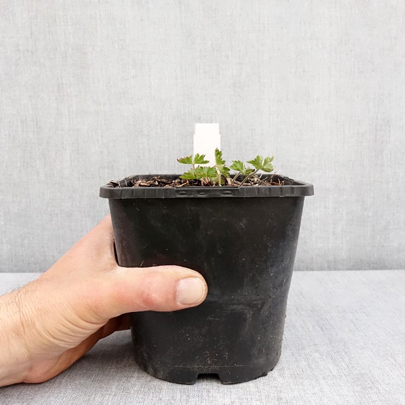 Geranium Silvias Surprise 1.5L/2L pot sample as delivered in spring