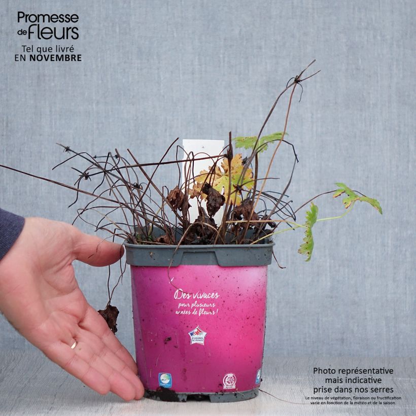 Geranium Sirak 2L/3L pot sample as delivered in autumn